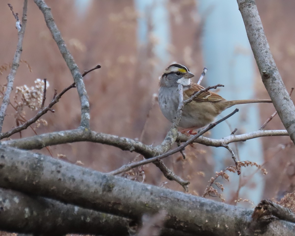 White-throated Sparrow - ML645421814