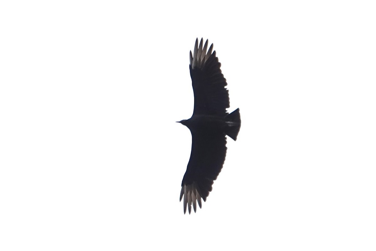 Black Vulture - ML645421815