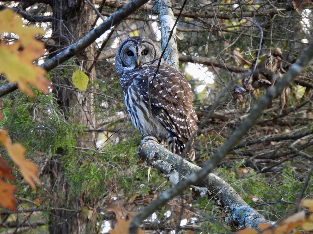Barred Owl - ML645421821