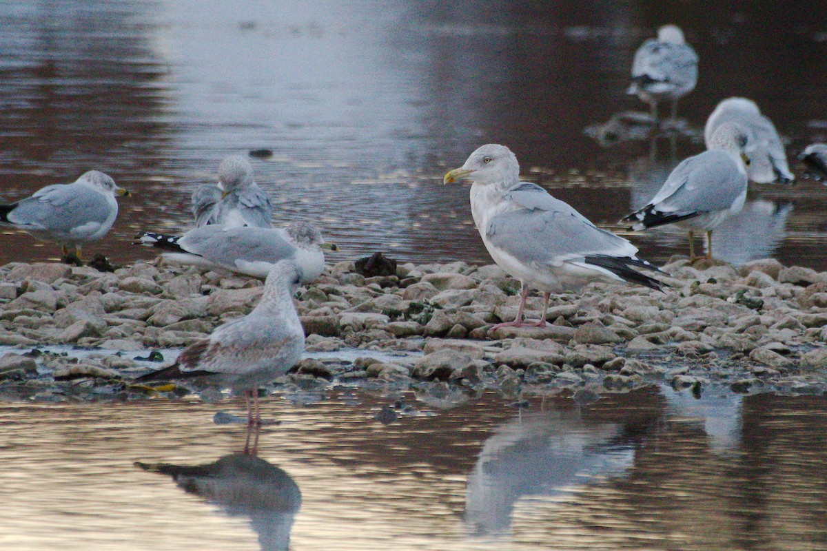 American Herring Gull - ML645421824