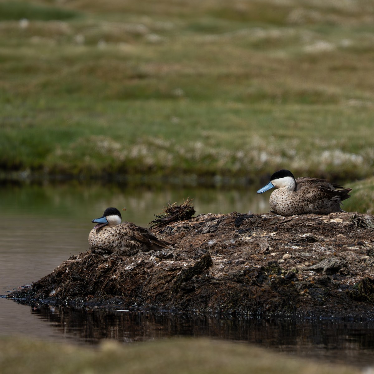 Puna Teal - ML645421828