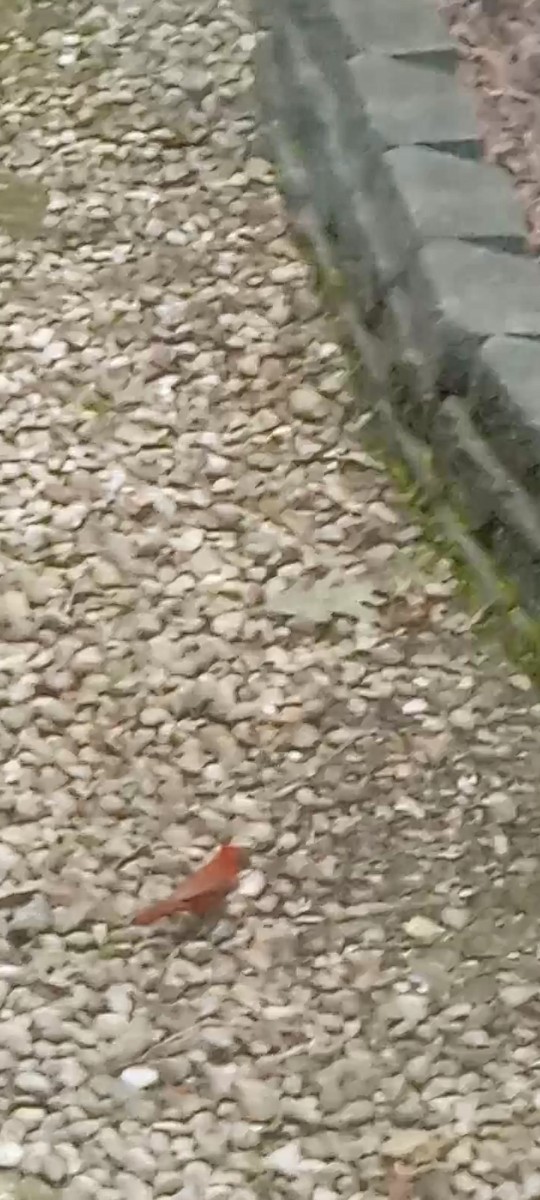 Northern Cardinal (Common) - ML645421848