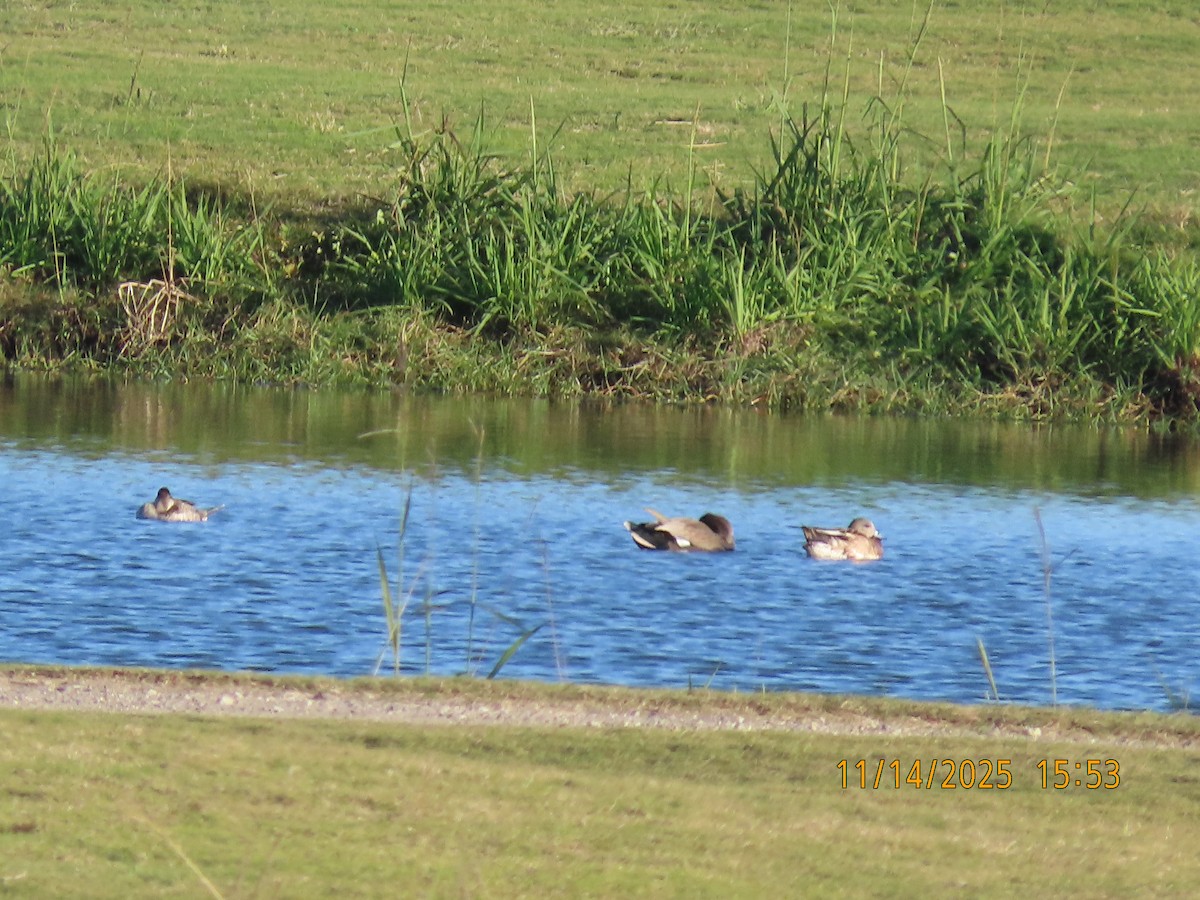 kopřivka obecná - ML645421863