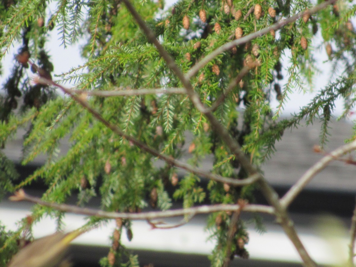 Palm Warbler - ML645421866