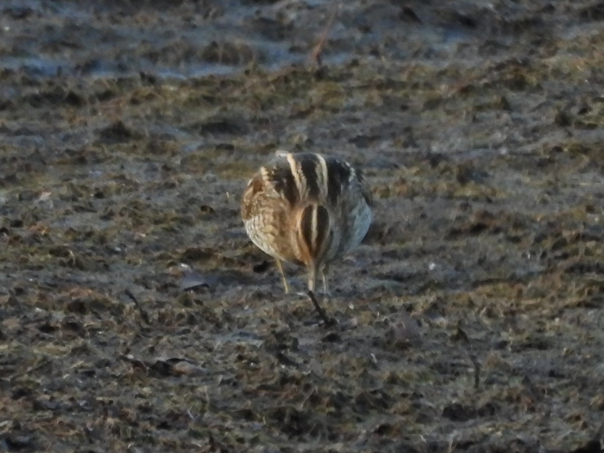 Wilson's Snipe - ML645421868