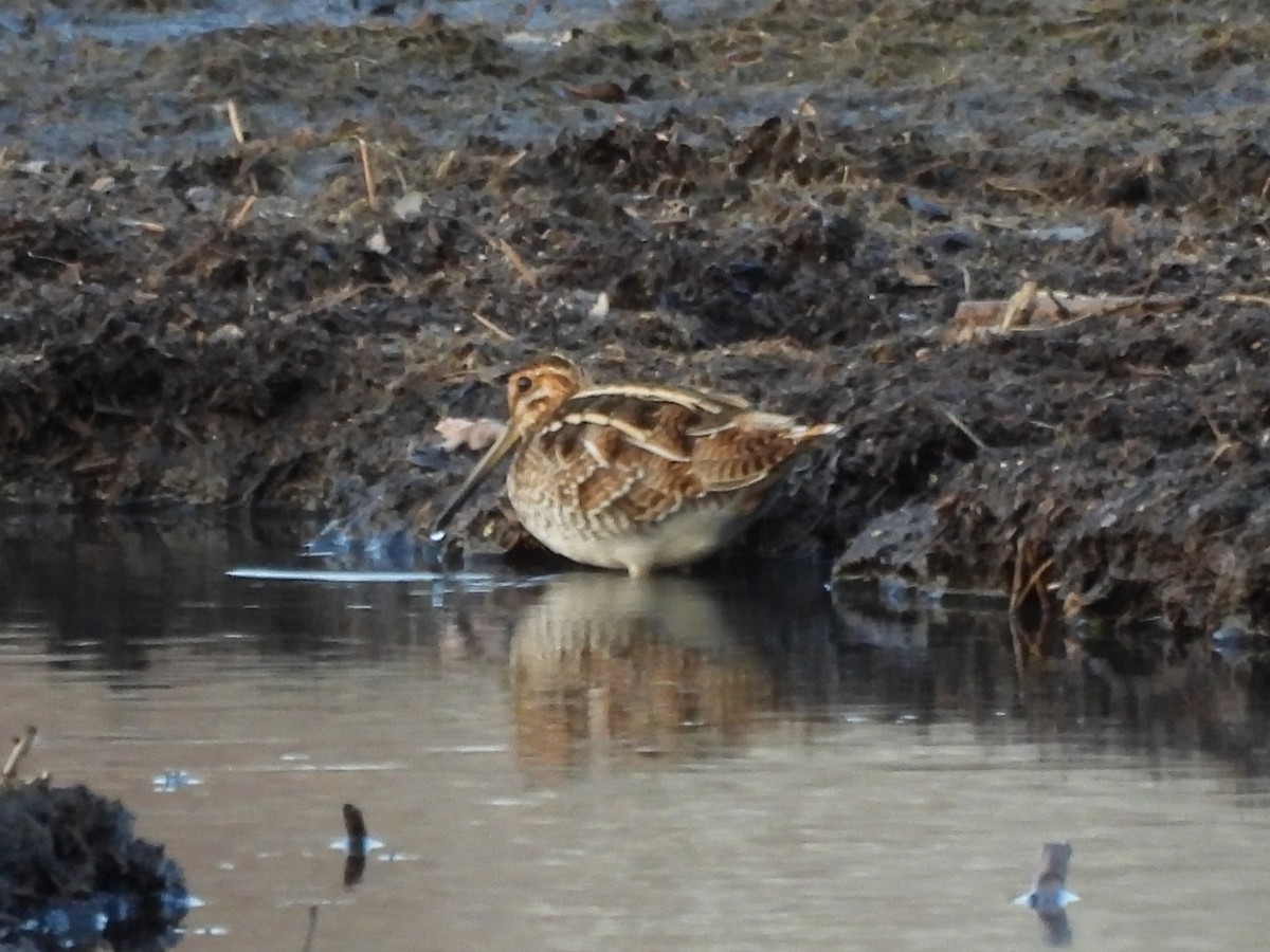Wilson's Snipe - ML645421869