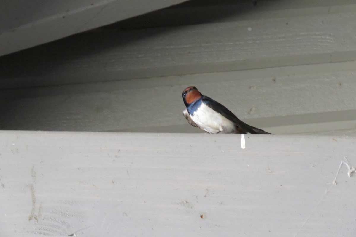 Kır Kırlangıcı - ML645421874