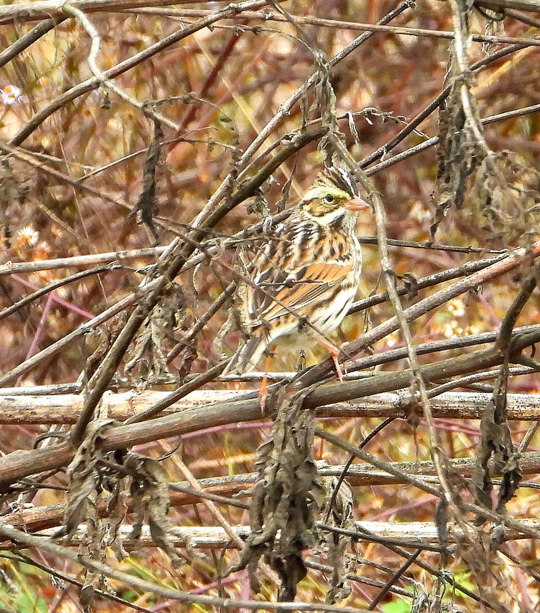 Пасовник савановий - ML645421877
