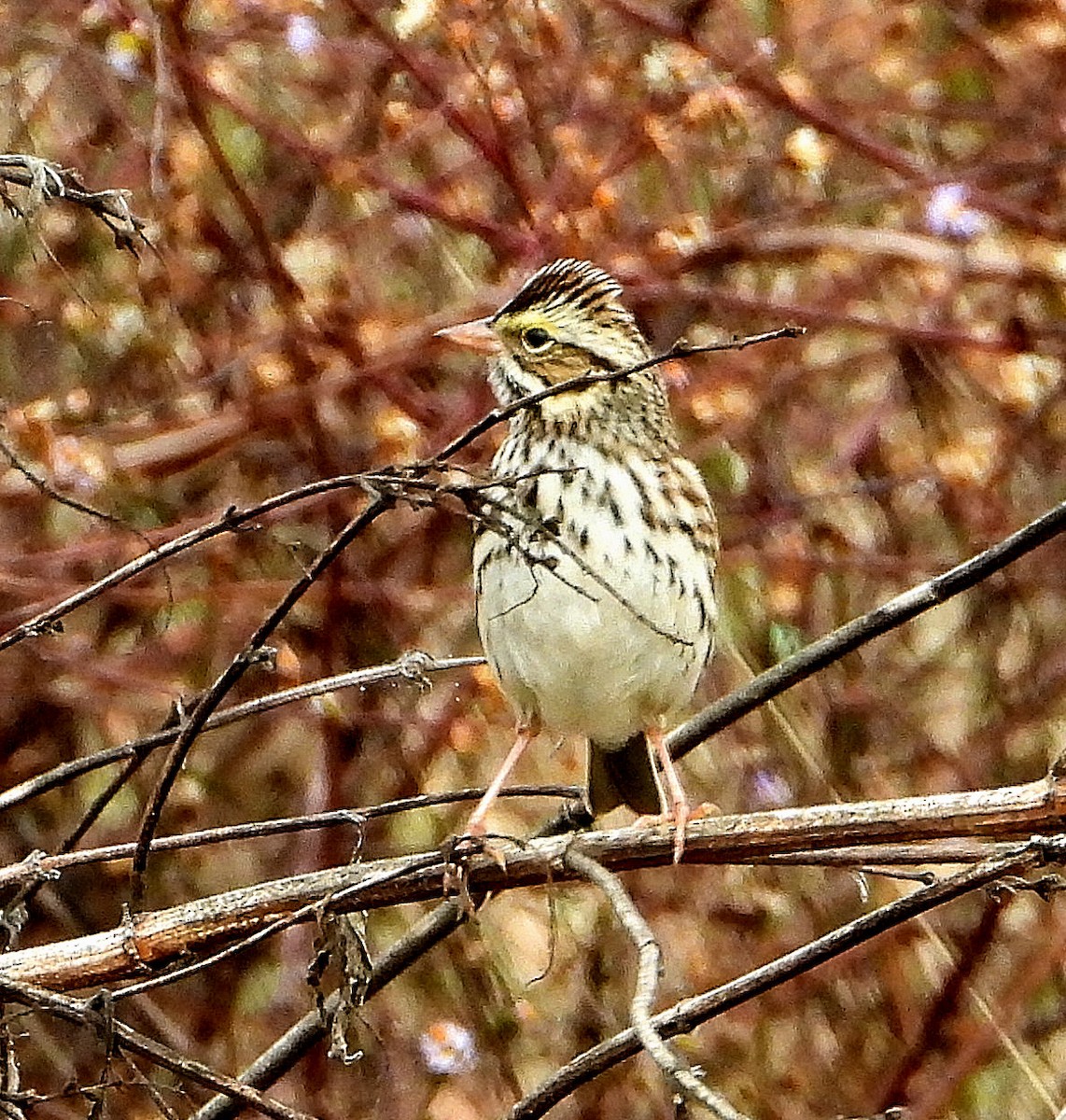 Пасовник савановий - ML645421882