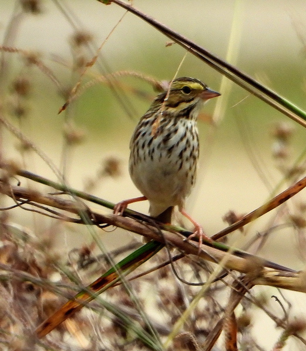 Пасовник савановий - ML645421886