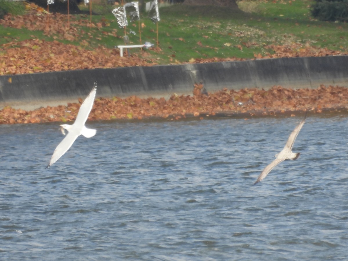 American Herring Gull - ML645421895