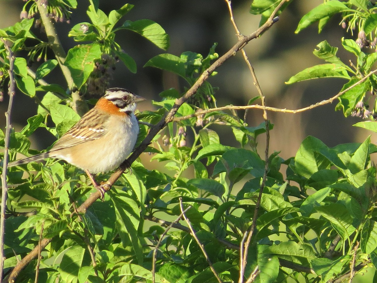 Morgenammer - ML645421902