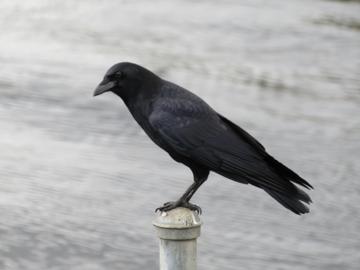 American Crow - ML645421907