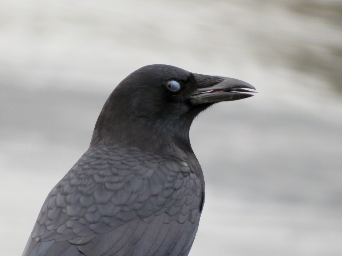 American Crow - ML645421908