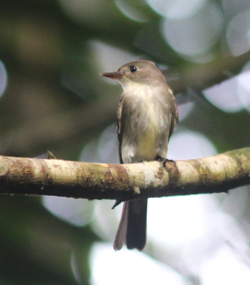 Восточный пиви - ML645421919