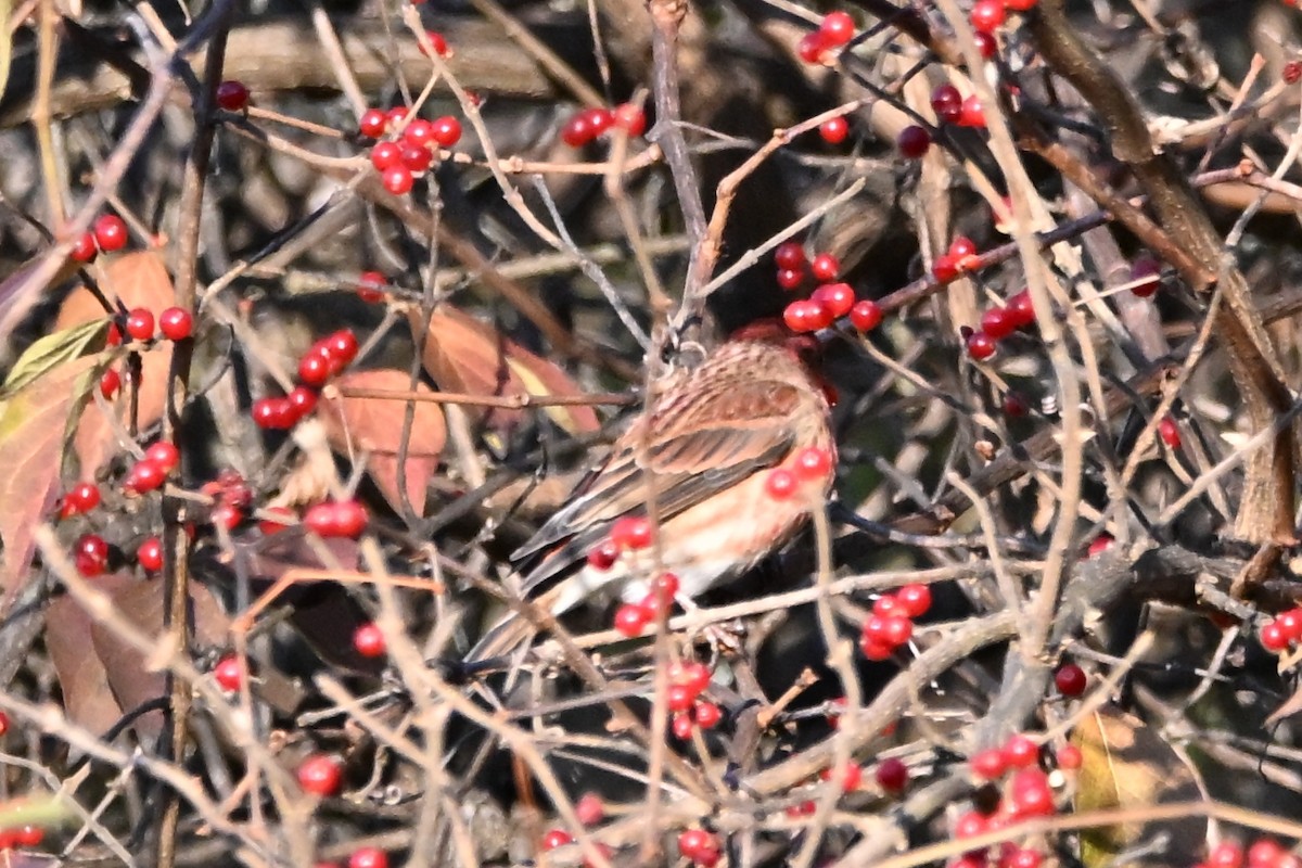 Purple Finch - ML645421929