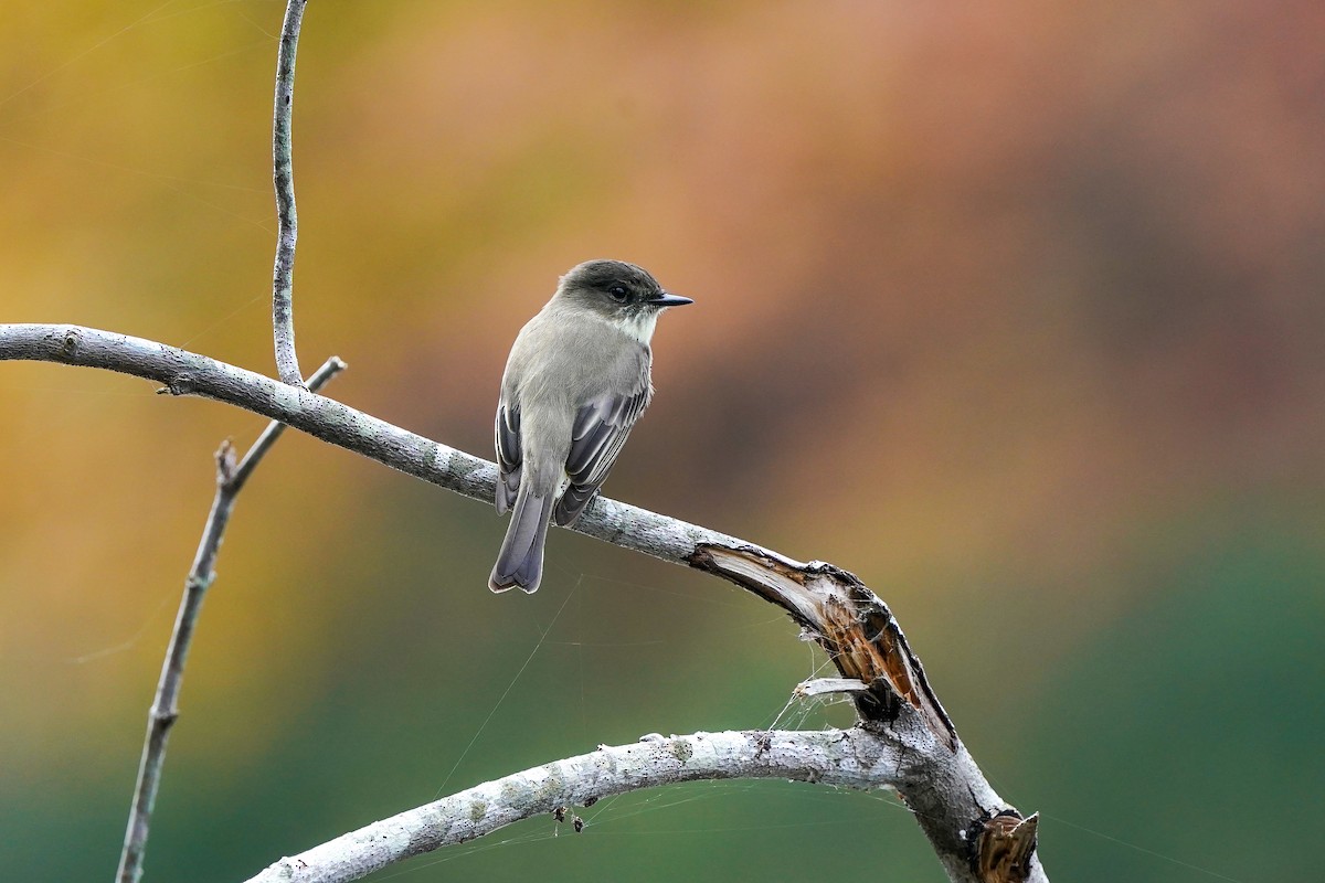 Eastern Phoebe - ML645421935