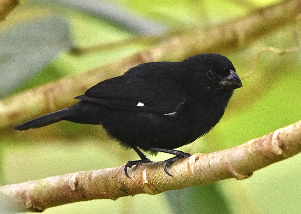 Чёрный просяночник - ML645421937