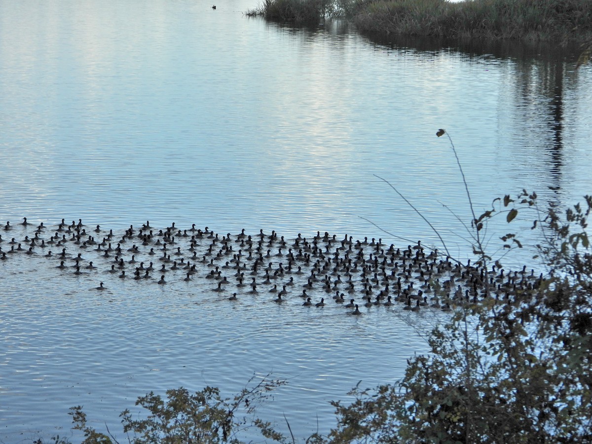American Coot - ML645421941