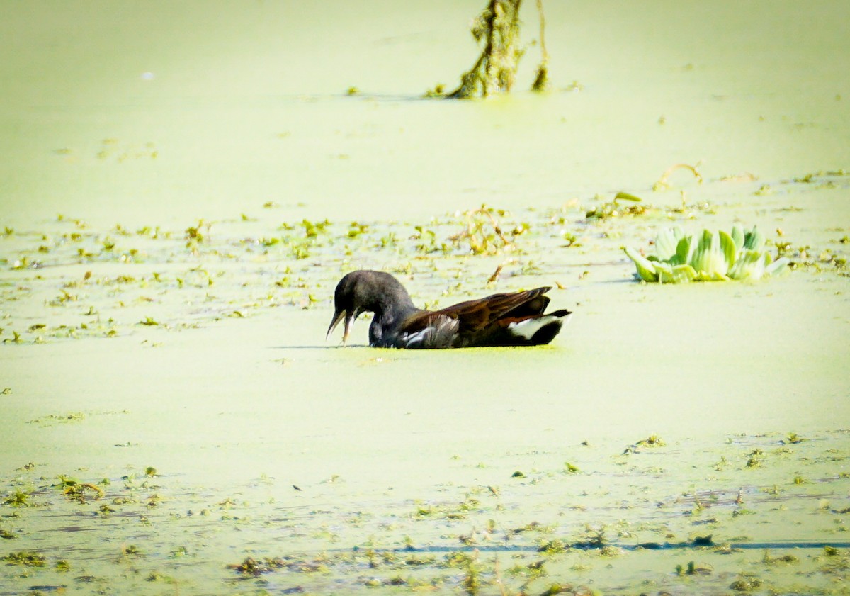 Uroilo amerikarra - ML645421943