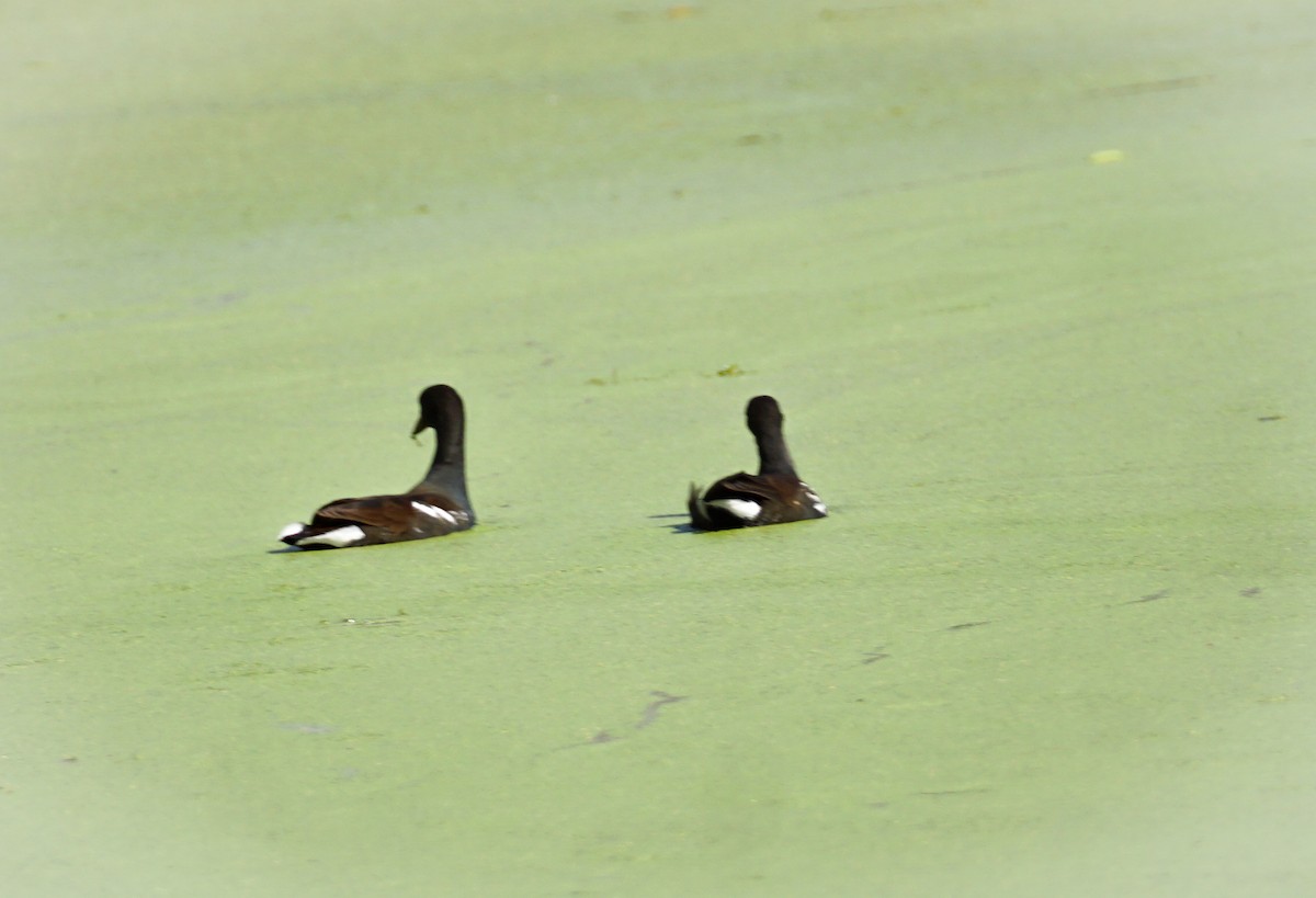 Uroilo amerikarra - ML645421944