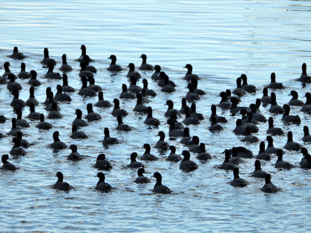 American Coot - ML645421948