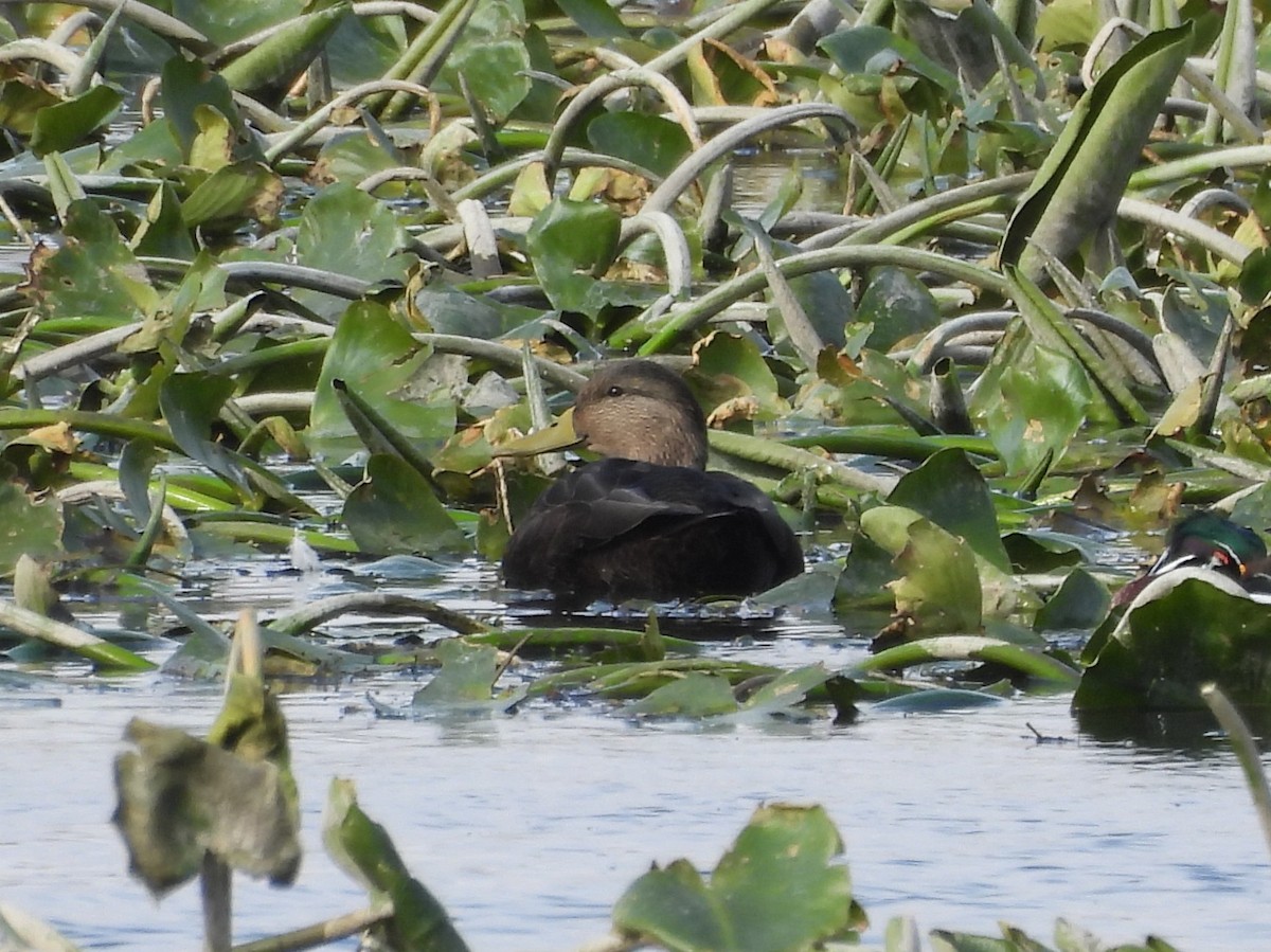 kachna tmavá - ML645421950