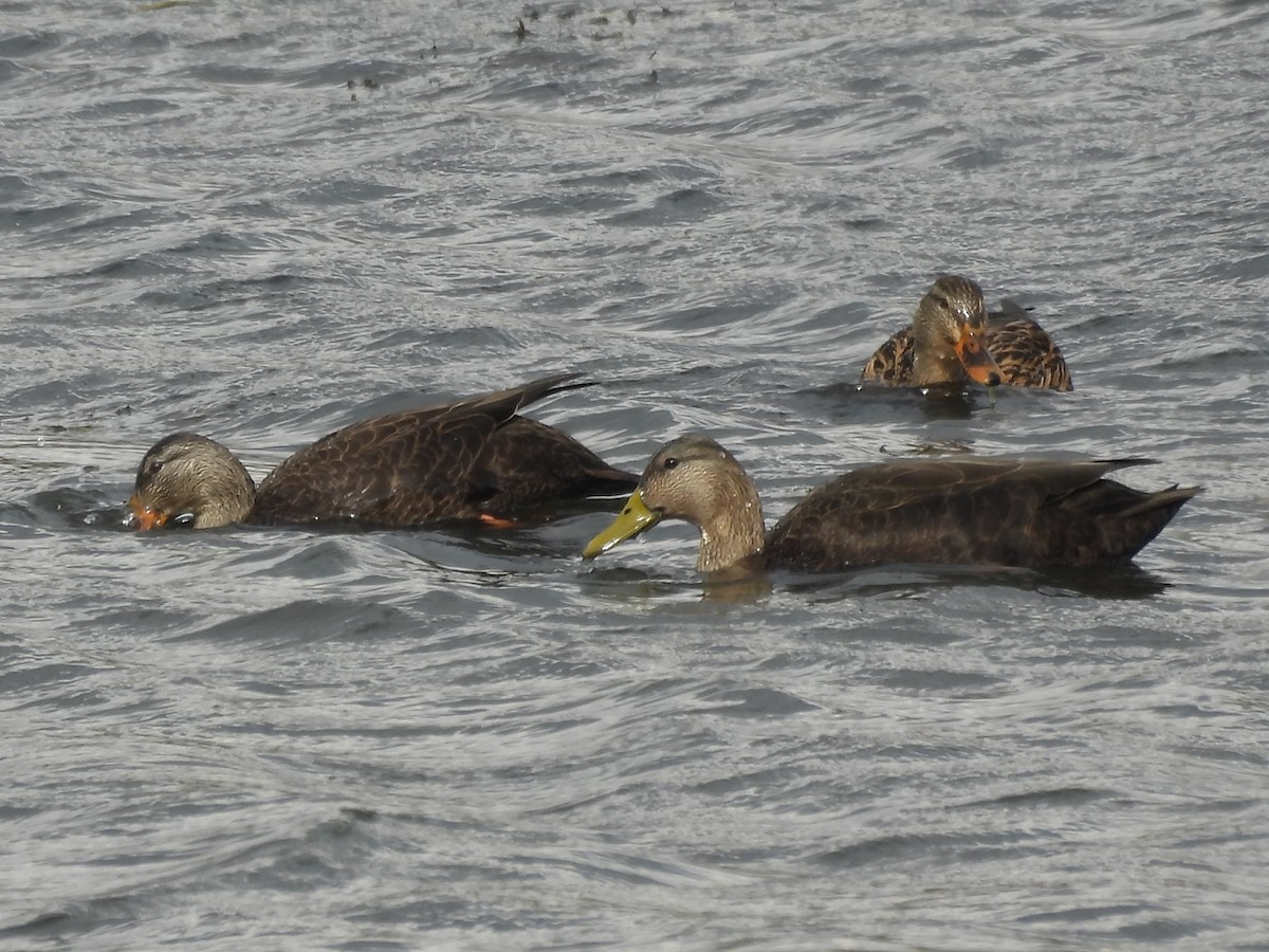 kachna tmavá - ML645421951