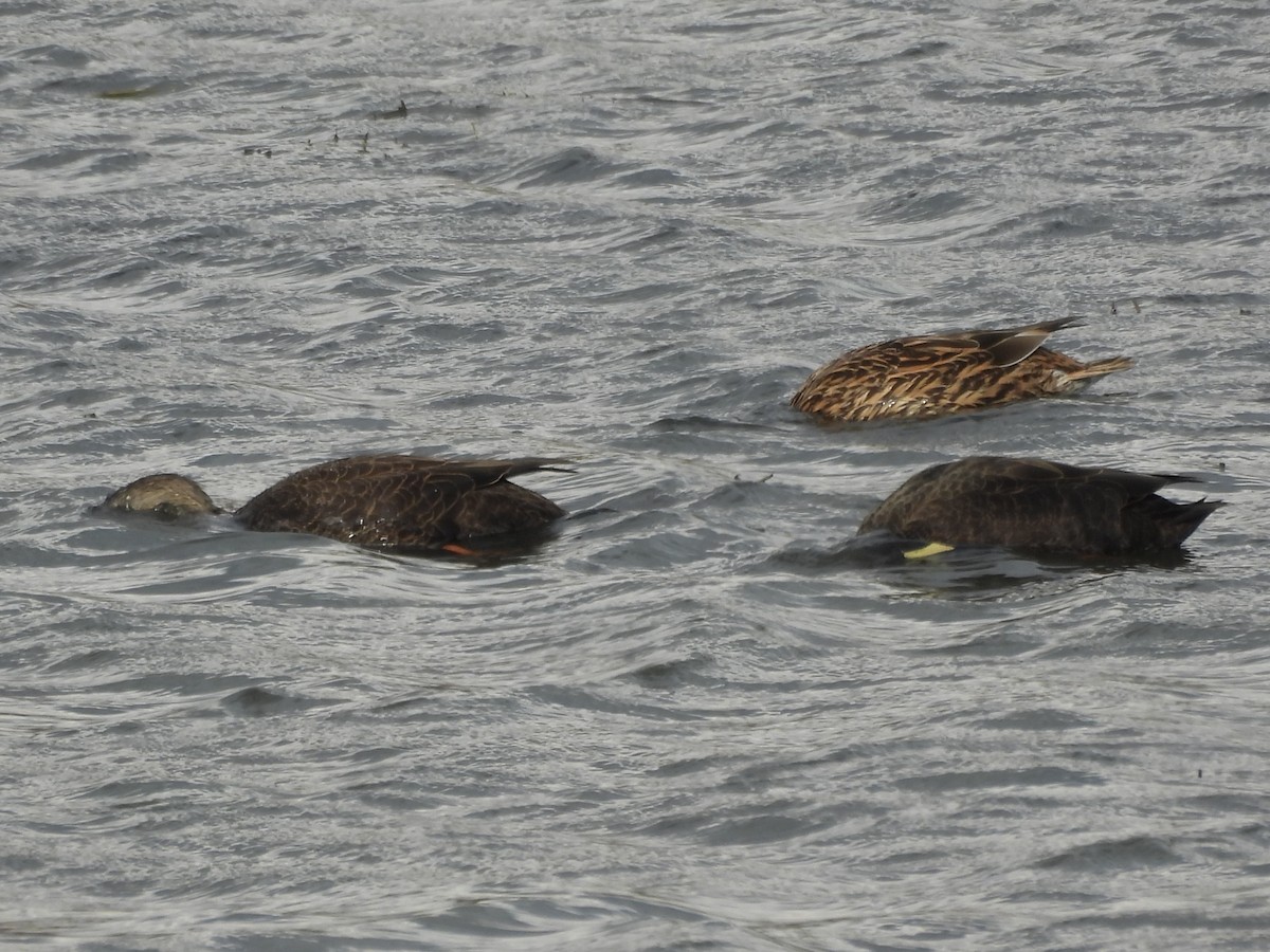 kachna tmavá - ML645421952