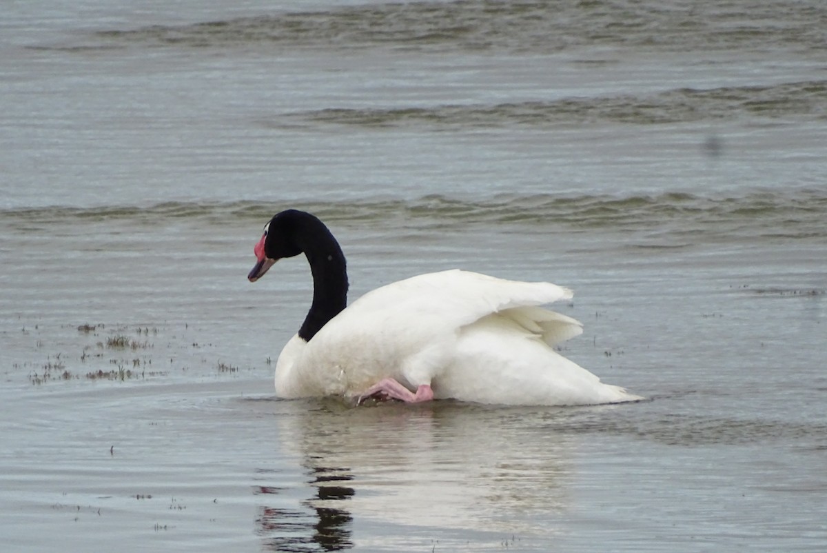 Black-necked Swan - ML645421958