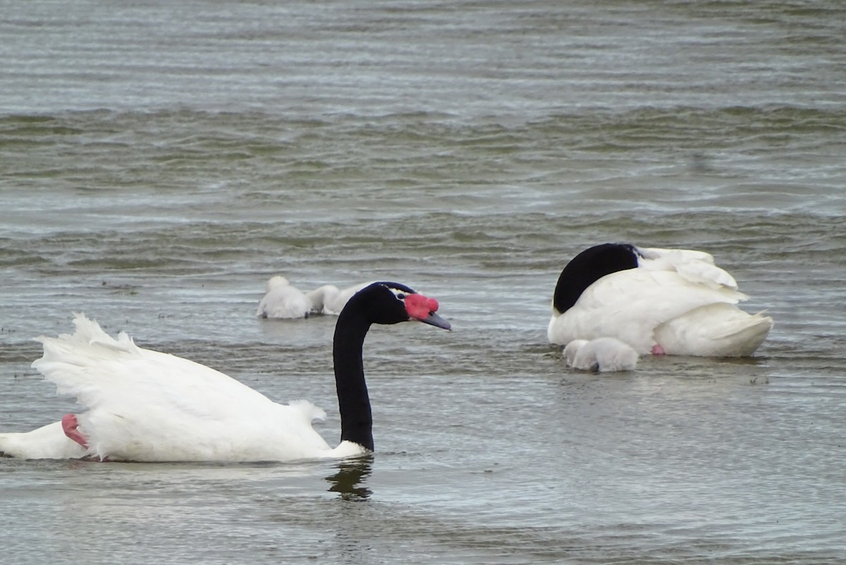 Black-necked Swan - ML645421959