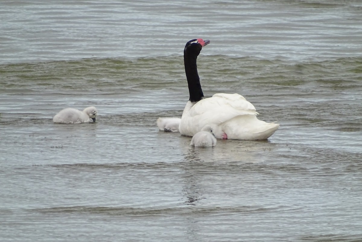 Black-necked Swan - ML645421960