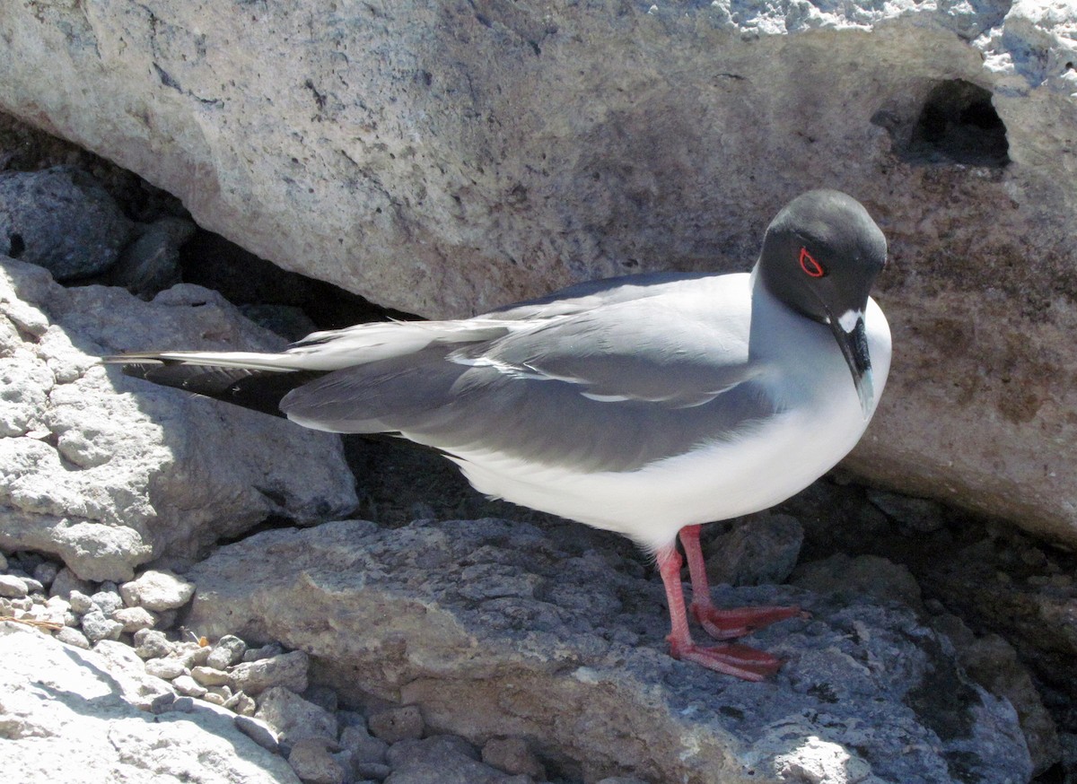 Мартин галапагоський - ML645421961