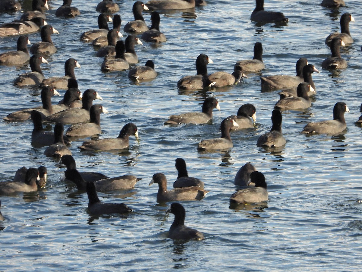 American Coot - ML645421962