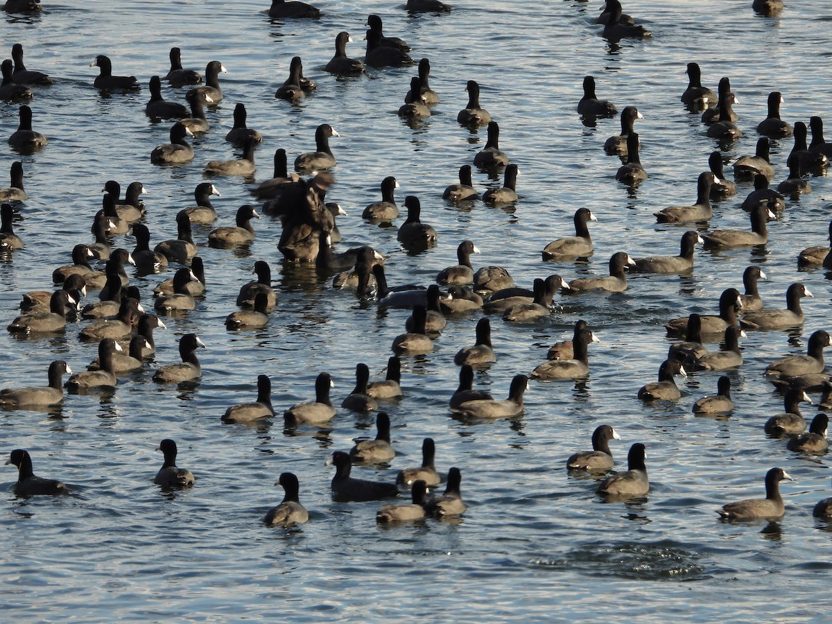 American Coot - ML645421966