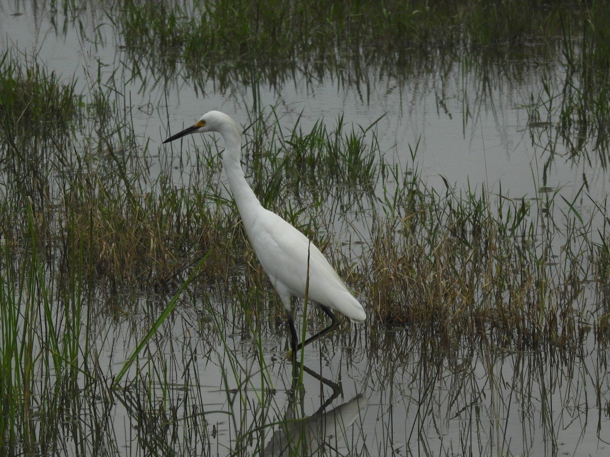 Snowy Egret - ML645421972