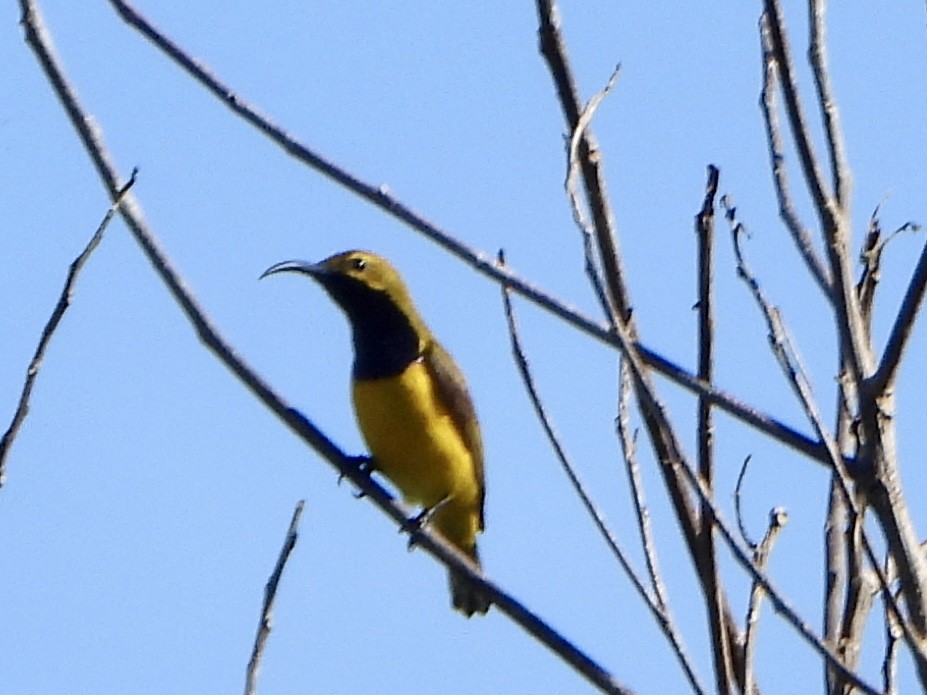 Sahul Sunbird - ML645421984