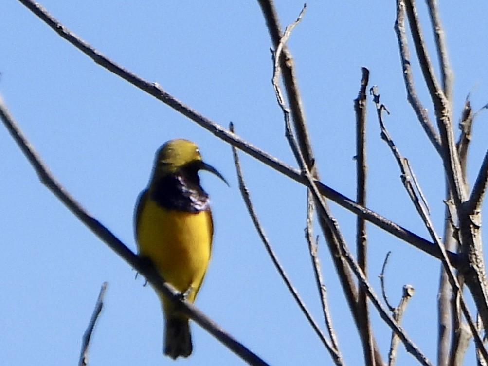 Sahul Sunbird - ML645421985