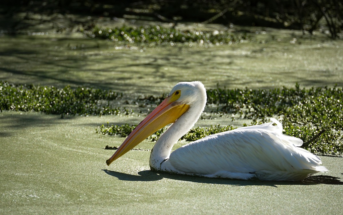 Amerika Pelikanı - ML645421986