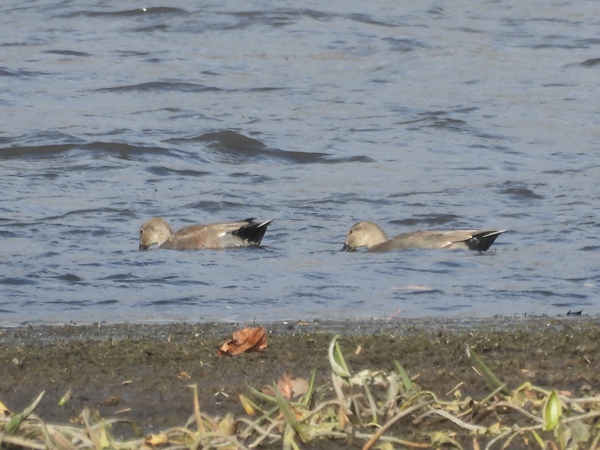 kopřivka obecná - ML645421987