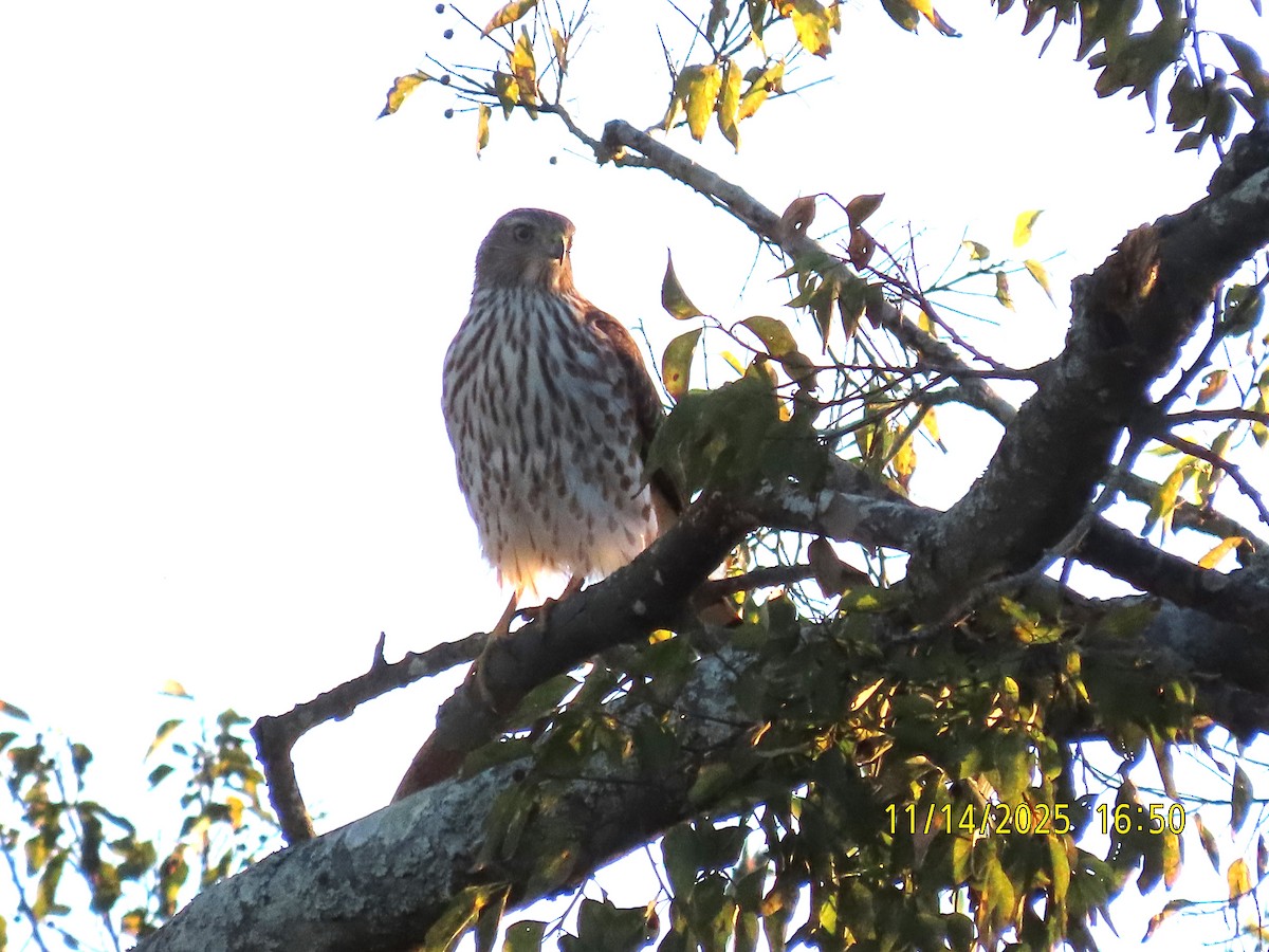 Cooper's Hawk - ML645421988