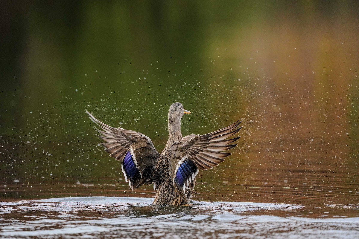 綠頭鴨 - ML645421989