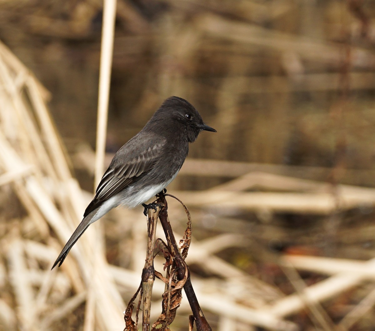 Black Phoebe - ML645421993