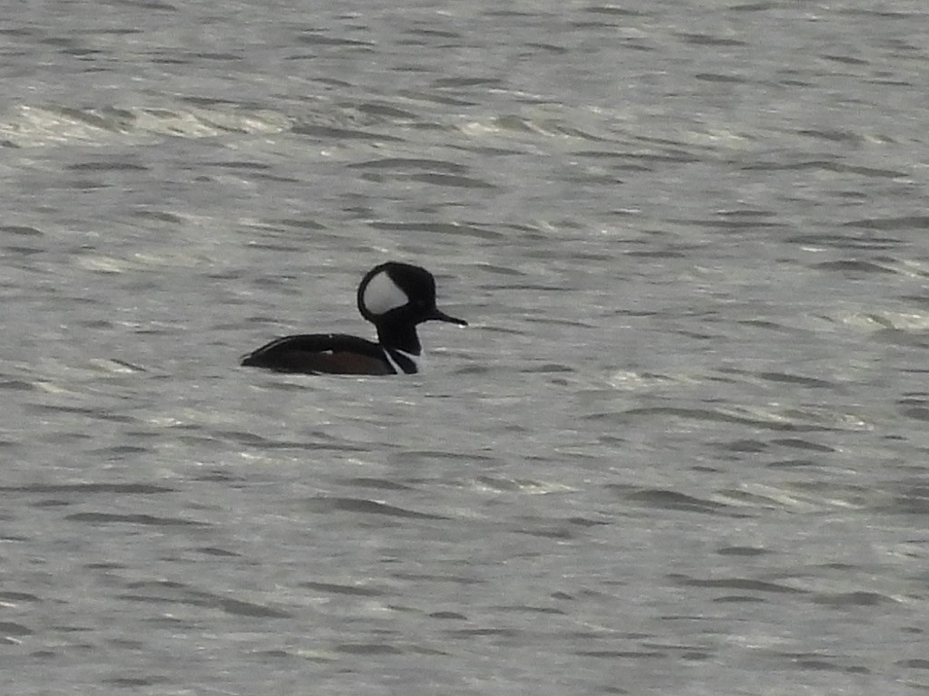 morčák chocholatý - ML645421995