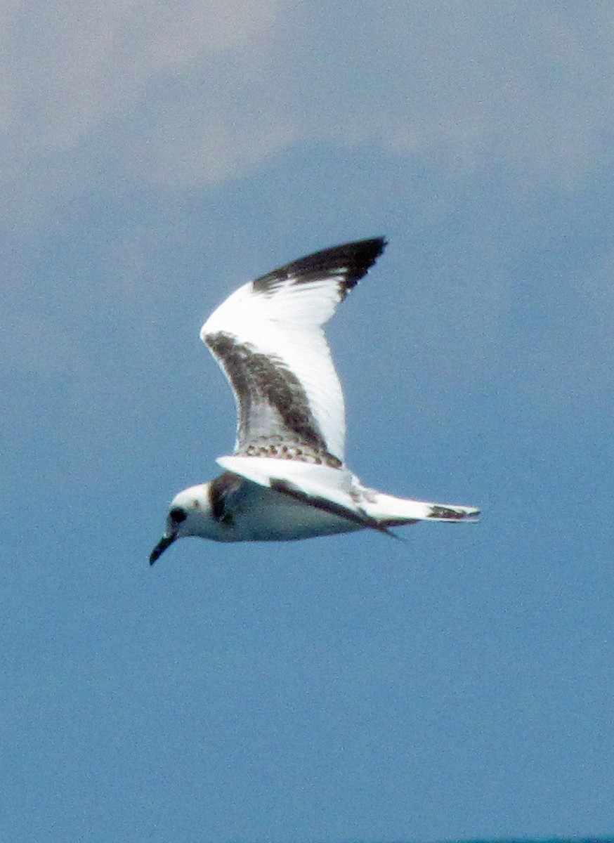 Мартин галапагоський - ML645421996