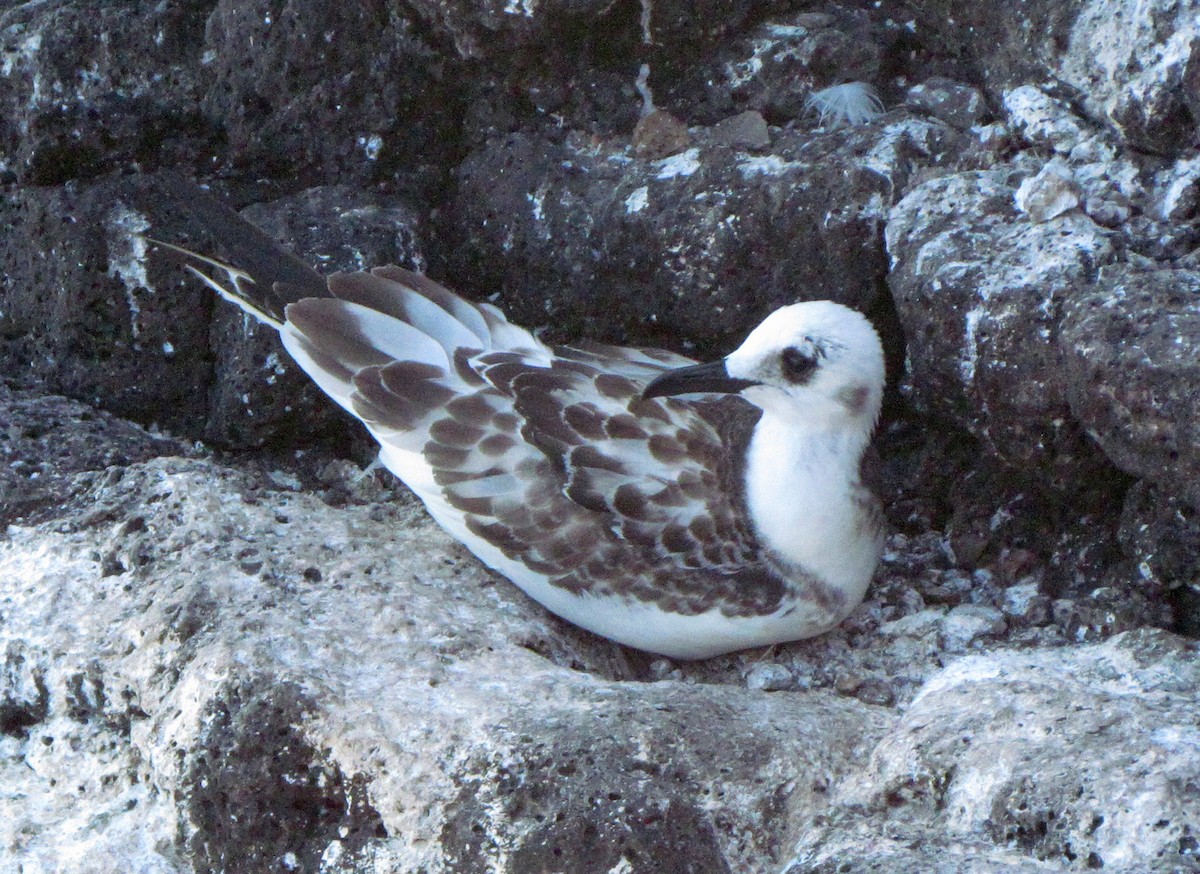 Мартин галапагоський - ML645421997