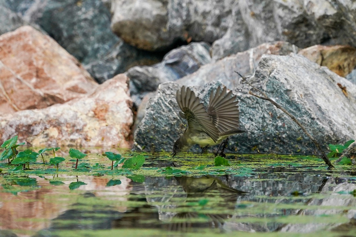 Eastern Phoebe - ML645422000