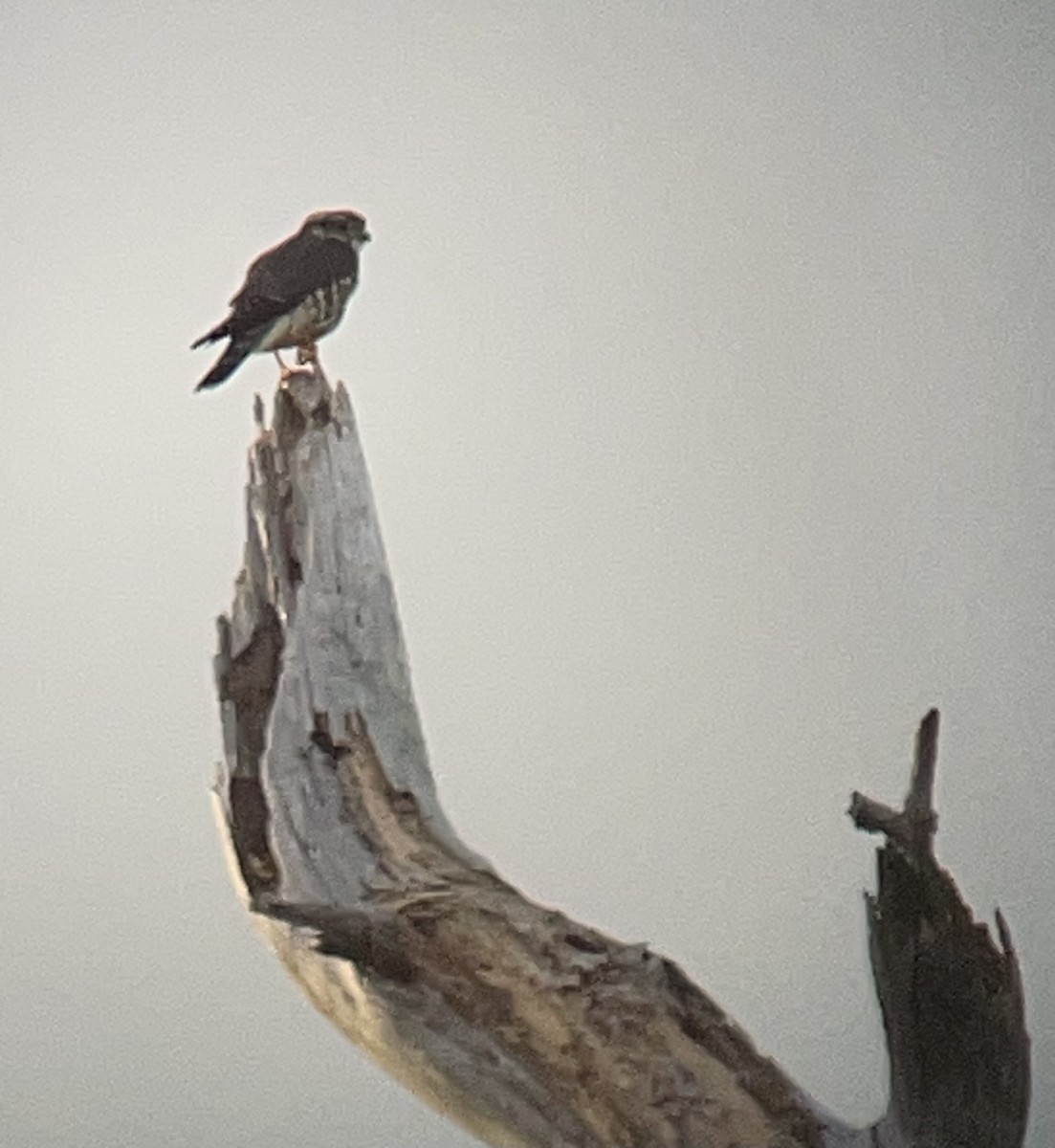 灰背隼 - ML645422003