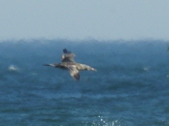 Northern Gannet - ML645422027