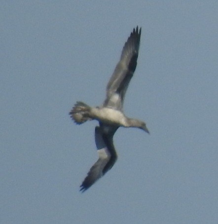 Northern Gannet - ML645422028